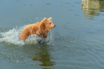 swimming brown bear in peaceful environment September heat 2025