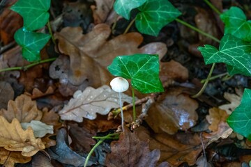 black stalked marasmius a species of Tetrapyrgos