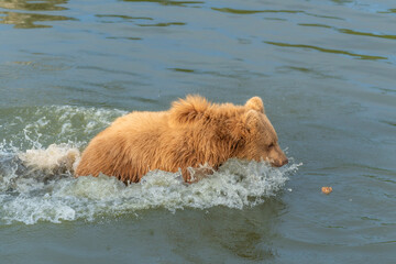 swimming brown bear in peaceful environment September heat 2025