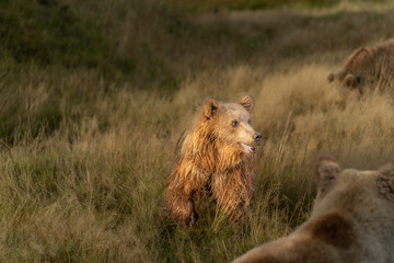 Brown bear in peaceful environment September heat 2025