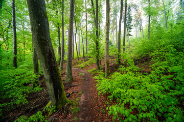 Herbstliche Buchen mit bemoostem Wurzelansatz im Nebel im Modenbachtal bei Edenkoben