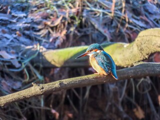 portrait of a brightly coloured kingfisher perched on a branch with a blurred background