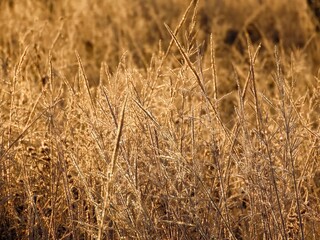 Fototapeta premium frost on grasses with a blurred wintry background