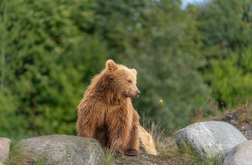 Fototapeta premium Brown bear in peaceful environment September heat 2025