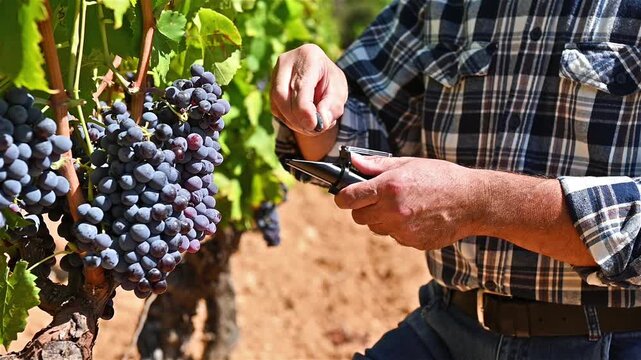 Cannonau grapes. The agronomist farmer in the vineyard squeezes the grape on the refractometer to measure the sugar content. Traditional agriculture in Sardinia. Footage, slow motion.