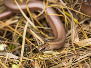 Close Up of a Slow Worm