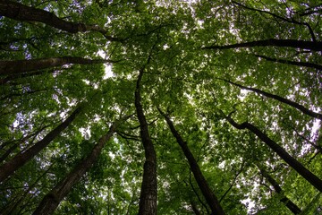 looking up towards the tops of trees using a fisheye lens	