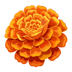 orange dahlia flower isolated on white