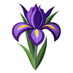 violet flower isolated on white