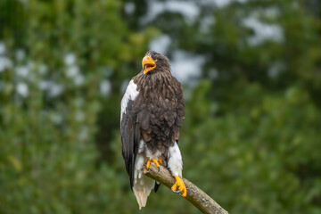 The white-tailed eagle. ( Haliaeetus pelagicus ) 2025