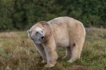 The polar bear. ( Ursus maritimus ) 2025