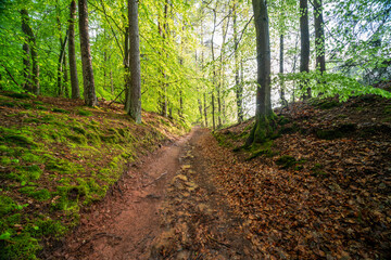Herbstliche Buchen mit bemoostem Wurzelansatz im Nebel im Modenbachtal bei Edenkoben