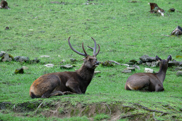 Peaceful Reindeer in Natural Habitat on Green Lawn
