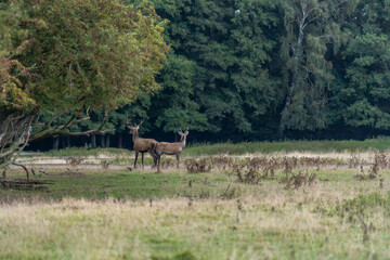 Red deer in Danish nature 2025