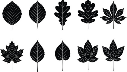 Obraz premium Leaf vector silhouette art pack