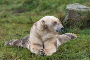 The polar bear. ( Ursus maritimus ) 2025