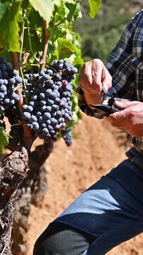 Cannonau grapes. The agronomist farmer in the vineyard squeezes the grape on the refractometer to measure the sugar content. Traditional agriculture in Sardinia. Footage, slow motion.