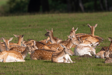 Fallow deer roam in Danish nature 2025