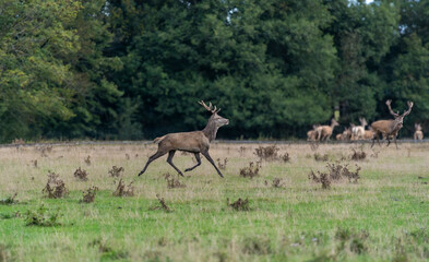 Red deer in Danish nature 2025