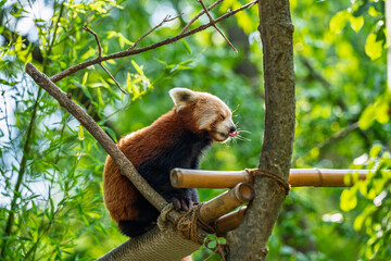 Red Panda Sitting on Tree Branch