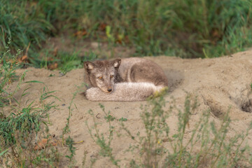 The arctic fox resting 2025