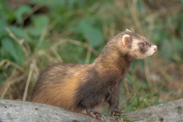 The ferret (Mustela putorius) is playing and curious.