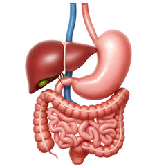 Human Digestive System Anatomy Illustration on transparent background