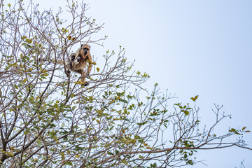 Uma macaco carregando um filhote grudado nas costas, empoleirado, se locomovendo, em galhos de ipê sem flores.