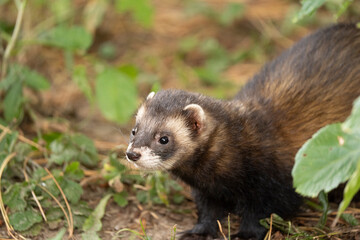 The ferret (Mustela putorius) is playing and curious.