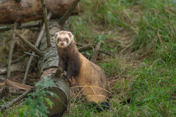 The Ferret Mustela Putorius Playing