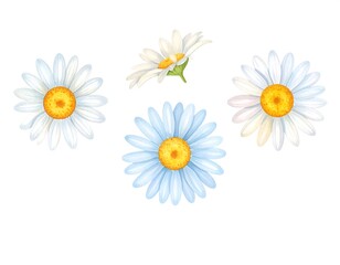 Four stylized daisy illustrations