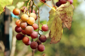 Bunch of ripening grapes growing on a vine on a farm. Natural background. Bunch of grapes on a blurred background. Berries with selective focus. Close-up of Lydia grapes