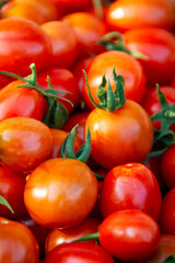 A vibrant harvest of freshly picked cherry tomatoes (Solanum lycopersicum) in Waukesha County, Wisconsin, captured in early September.