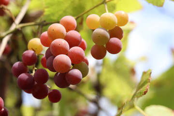 Bunch of ripening grapes growing on a vine on a farm. Natural background. Bunch of grapes on a blurred background. Berries with selective focus. Close-up of Lydia grapes