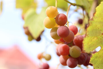 Bunch of ripening grapes growing on a vine on a farm. Natural background. Bunch of grapes on a blurred background. Berries with selective focus. Close-up of Lydia grapes