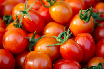 A vibrant harvest of freshly picked cherry tomatoes (Solanum lycopersicum) in Waukesha County, Wisconsin, captured in early September.