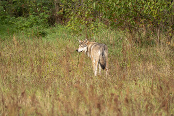 Wolf (Canis lupus) i Denmark 2025
