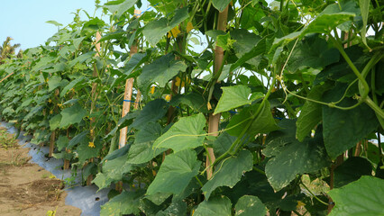 green leaves on cucumber field 