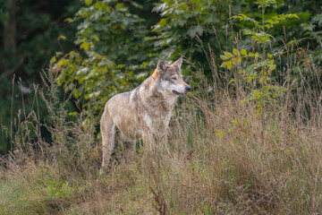 Wolf (Canis lupus) i Denmark 2025