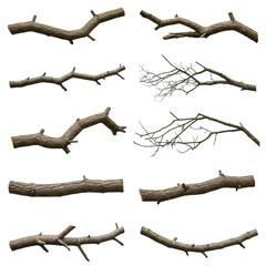 12 Realistic Tree Branch Illustrations Perfect for Design Projects on transparent background