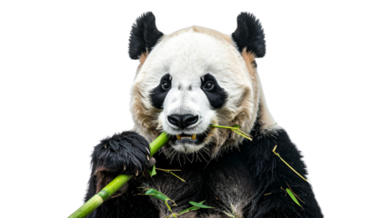 Panda Eating Bamboo PNG, Cute Bear, Transparent Background, Giant Panda, Wildlife Illustration, Bamboo Lover, Forest Animal, Adorable Panda Character