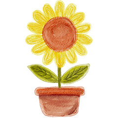 sunflower in a pot