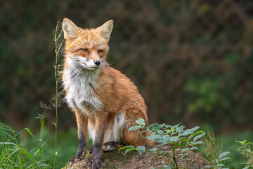 The red fox ( Vulpes vulpes ) denmark 2025