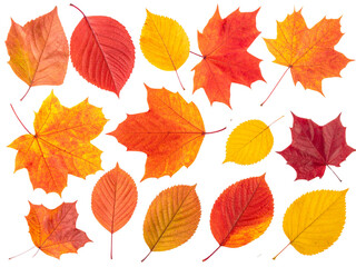 autumn leaves isolated on white