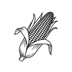 Vector art of hand drawn corn cob, vector illustration of sweetcorn with leaves in doodle style for design element