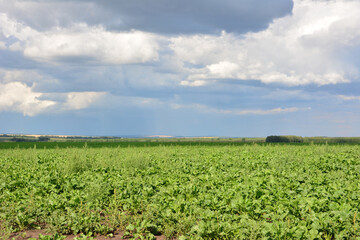 Field of green crops under a cloudy sky