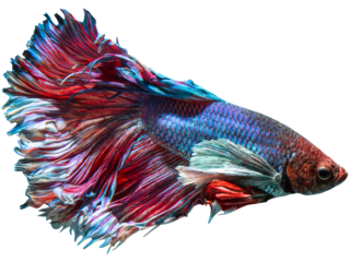 A Siamese fighting fish with a colorful scarf and heart decoration