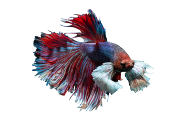 Blue and red Thai fighting fish showing off its beautiful fins and tail isolated on white background.