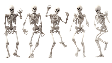 Human skeleton set in various spooky poses, isolated on white background
