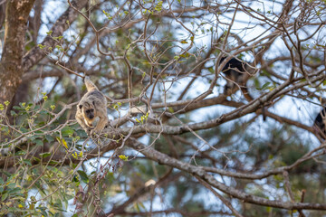 Um macaco preto e um de pêlos claros, empoleirados, se locomovendo, em galhos de uma árvore.